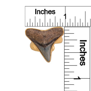 Alchemia Mini Fossil Shark Tooth Adjustable Ring