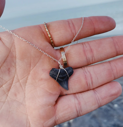 Dainty Shark Tooth Necklace